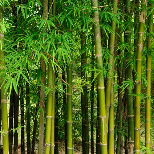 Bamboo Reinforcement Study